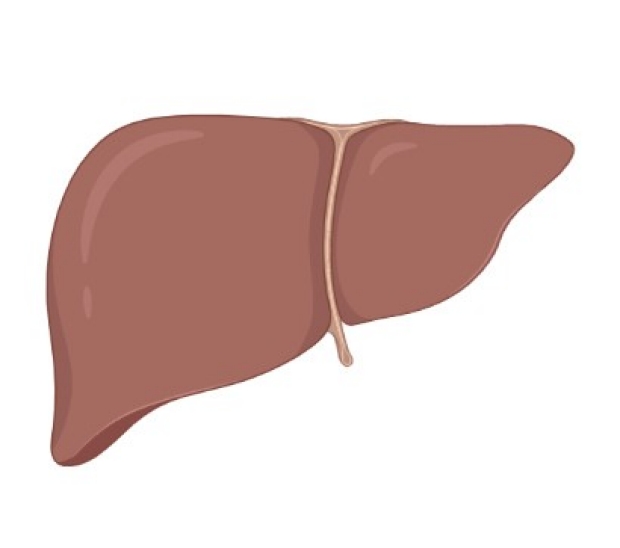 Drawing of a healthy liver