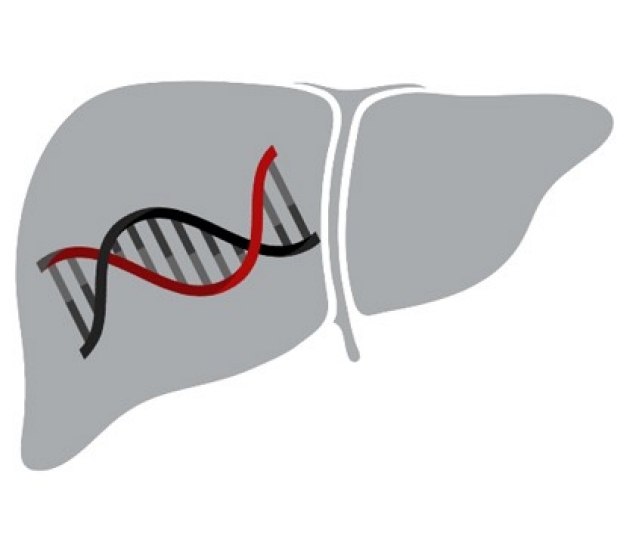 Drawing of a liver with a DNA helix representing inherited liver disease