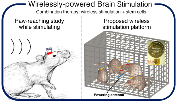 Wirelessly-Powered, Electrically Conductive Polymer Scaffold for Stem Cell-Enhanced Stroke Recovery | Stanford Wearable Electronics Initiative