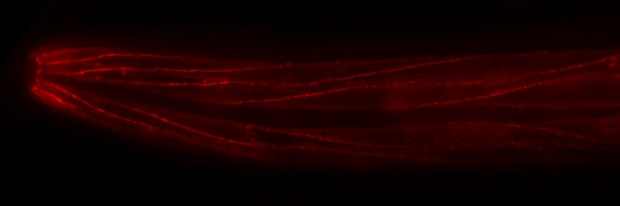 Red-fluorescent protein tagged beta-integrin in muscle cells
