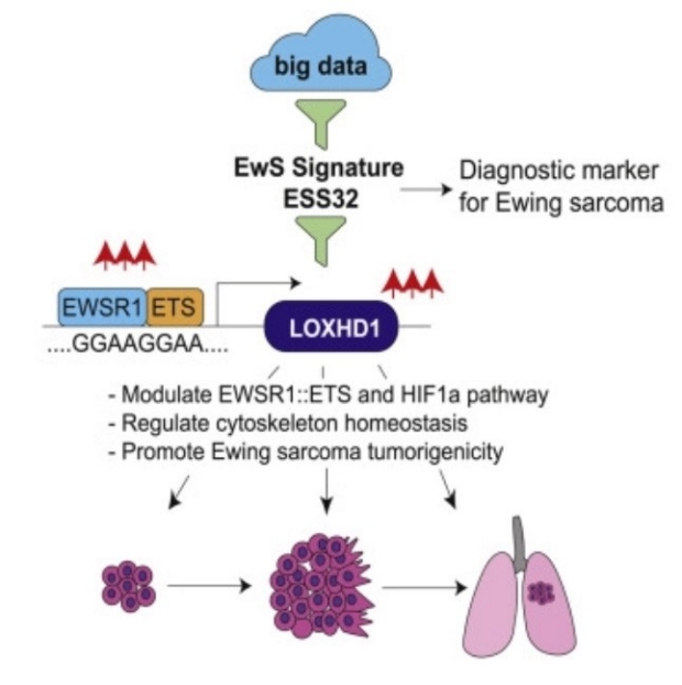 LOXHD1 and cancer diagram