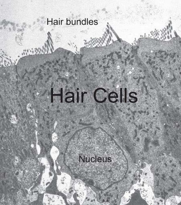 hair cells