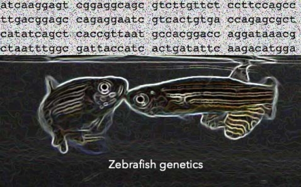 zebrafish genetics
