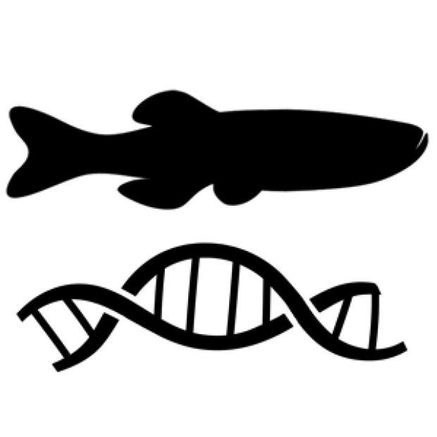 fish genetics