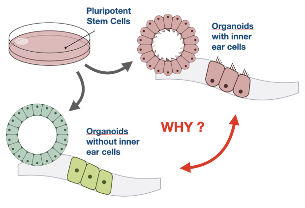 The Generation of Inner Ear Cells From Stem Cells illustration