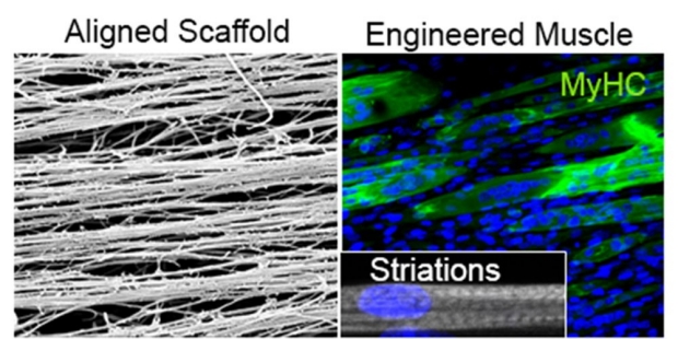 spatially nanopatterned collagen scaffolds