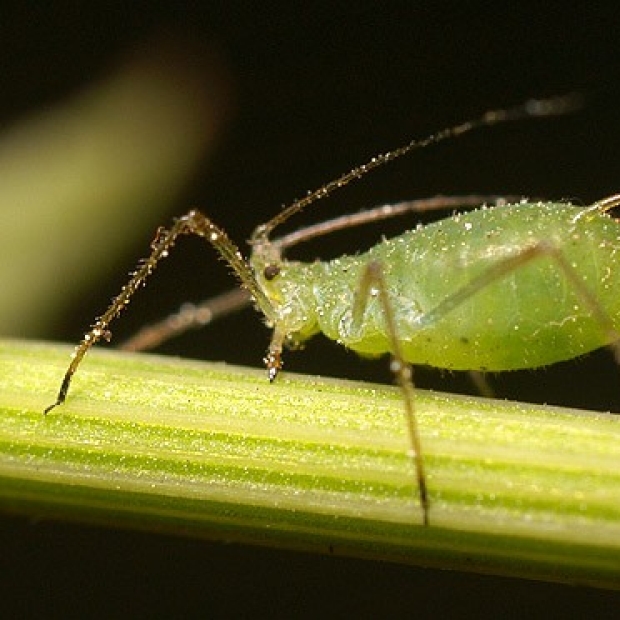 aphid on leaf