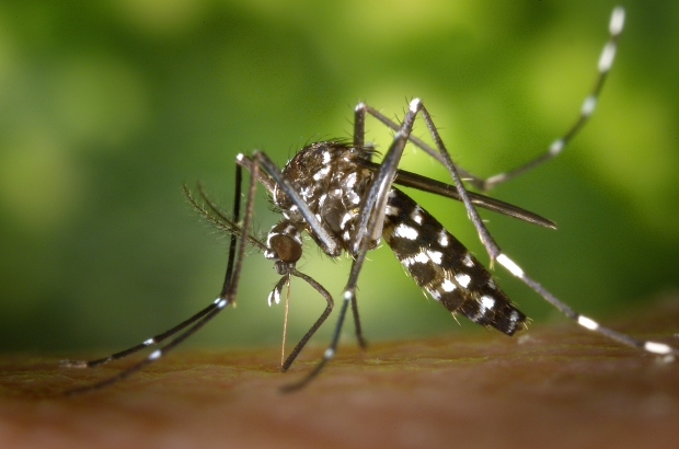 mosquito carrying virus