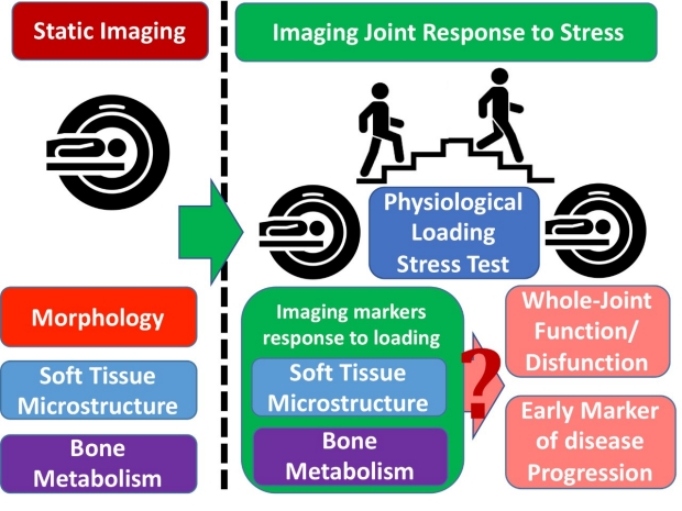 IMF Group Awarded R01 to Study Imaging of Joint Response to Loading