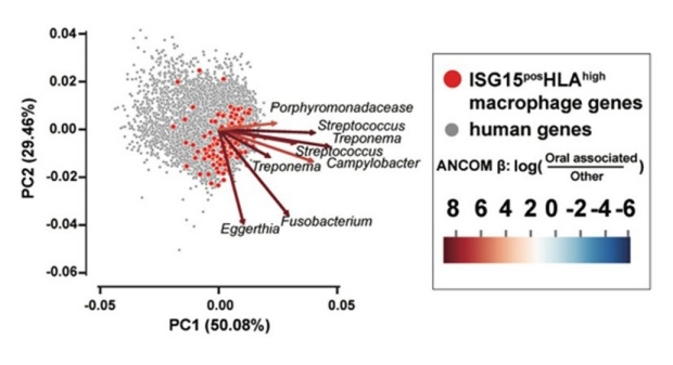 Graphic image showing (E) Principal components analysis (PCA) biplot of bacteria-human gene expression with co-occurrence probabilities estimated from MMvec. Distances between points quantify the probability of co-occurrence strength between human genes (points). Distances between arrow tips quantify co-occurrence strength between microbes (arrows). Arrow color indicates strength of association of bacteria with the oral cavity body site.