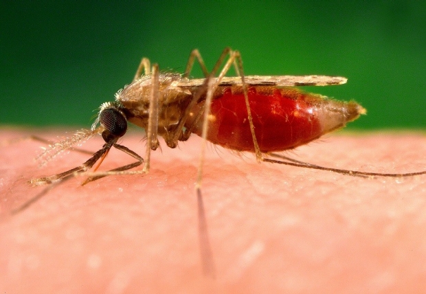Photograph shows an anopheles minimus a malaria vector of the orient mosquito from a lateral perspective