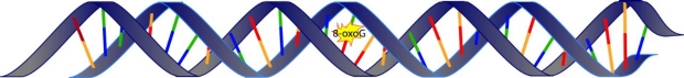 DNA double helix with 8-oxoG