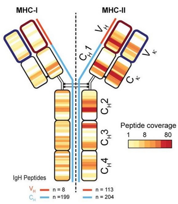 Peptide coverage