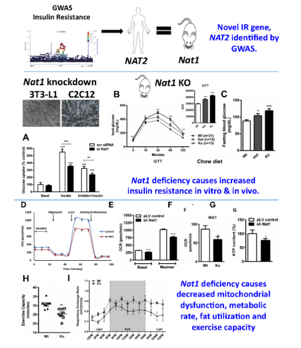 Nat1 deficiency leads to mitochondrial function