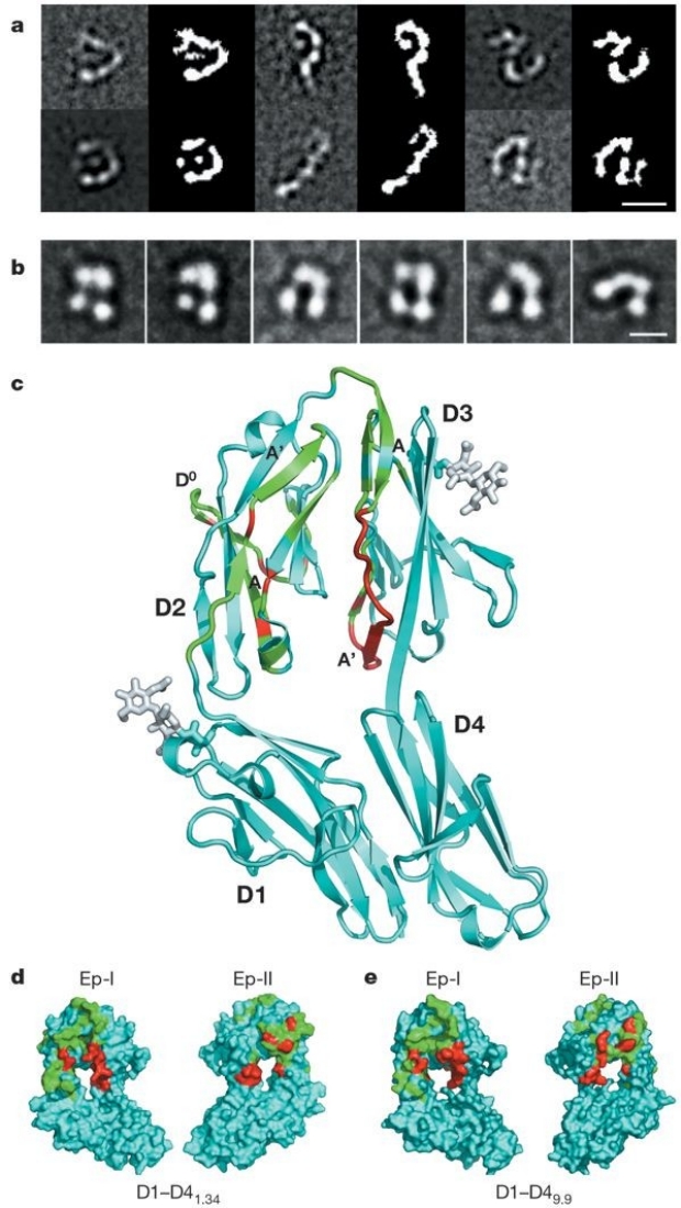 Link to Structural Basis of DSCAM isoform specificity