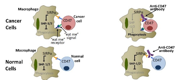 Model for CD47 Regulation of Cancer Cell Phagocytosis 