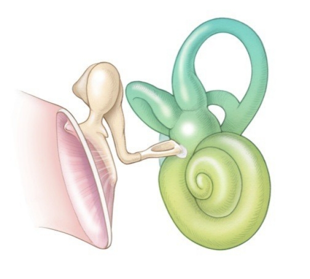 Illustration of cochlea