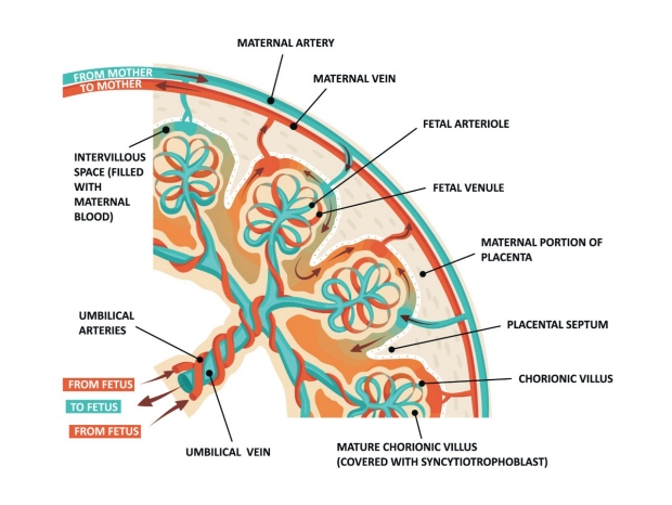 Placenta Anatomy