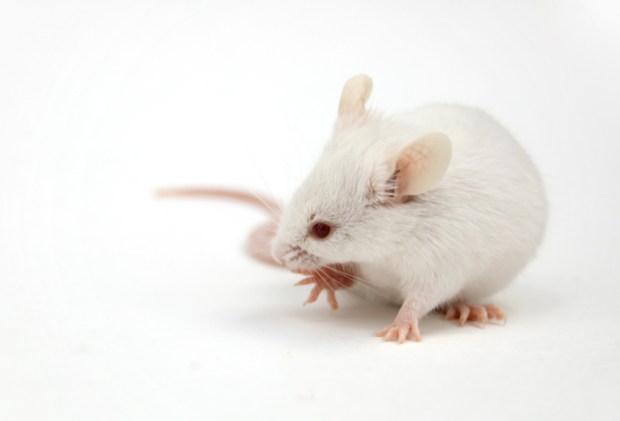 Nighttime light affects sleep, repetitive behaviors in autism mouse model