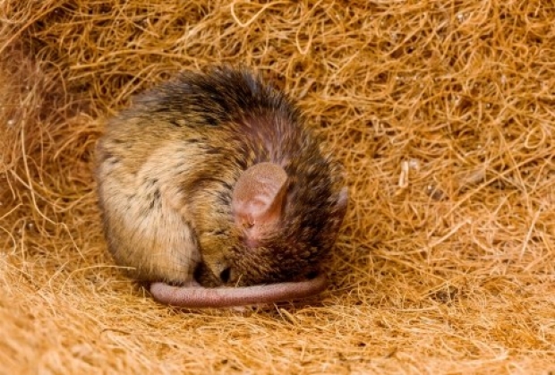 Hyperexcitable arousal neurons drive sleep instability in old mice