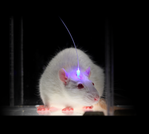 Optogenetics Rat