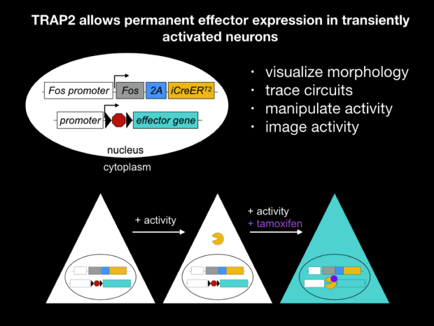 TRAP2 allows permanent effector expression in transiently activated neurons