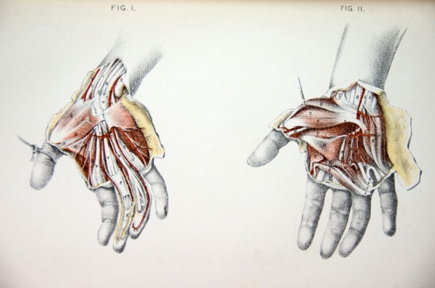 Drawing of hands peripheral nerves