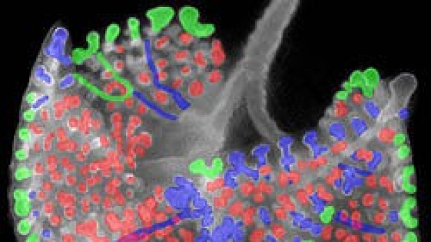 Research reveals how lungs grow airway branches