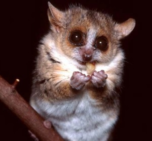 Discovery of virus in lemur could shed light on AIDS