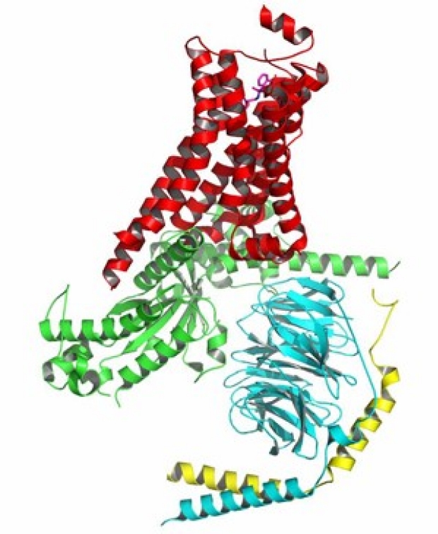 Nobel Prize work on G-protein-coupled receptors paves way for drug discoveries
