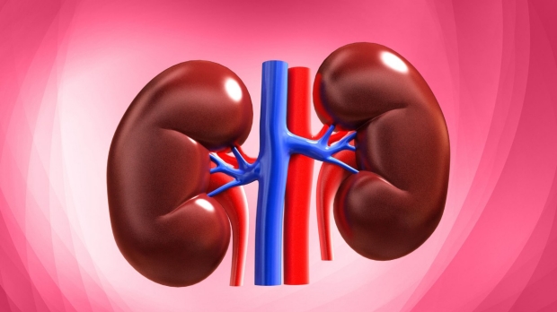 Understanding kidney regeneration