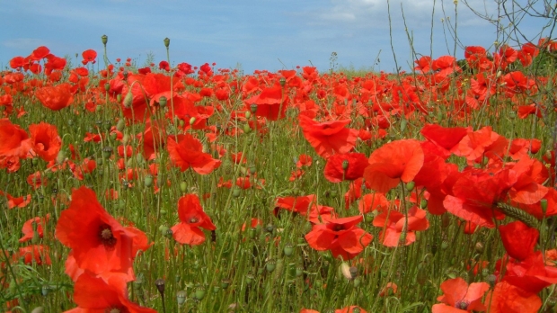 Closing in on poppy-free opioid production