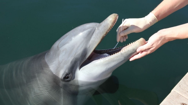Researchers discover previously unknown bacterial species in dolphins