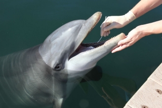 Dolphin receiving a mouth swab