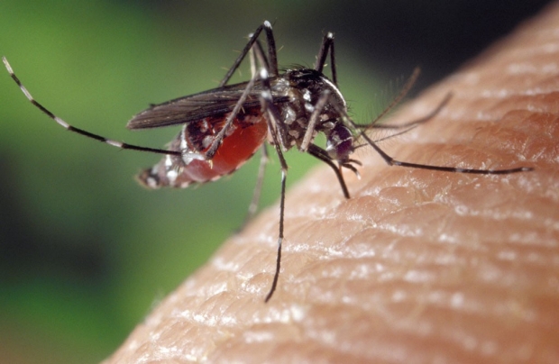 An Aedes mosquito