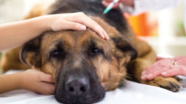 Canine cancer immunotherapy