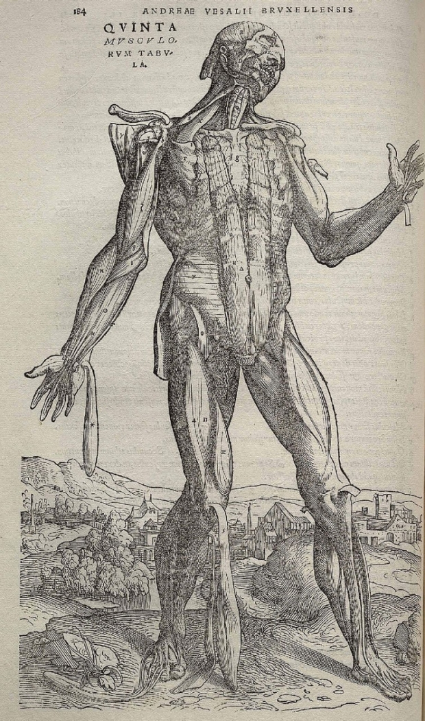 Old anatomy illustration
