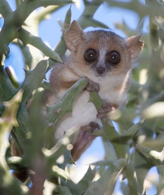 Mouse lemur could serve as ideal model for human disease | News Center |  Stanford Medicine