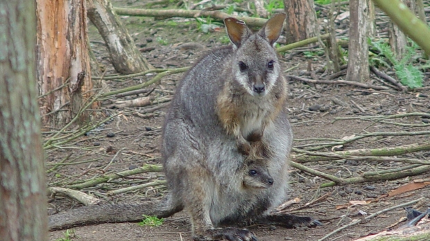 Marsupial moms express placental genes in milk