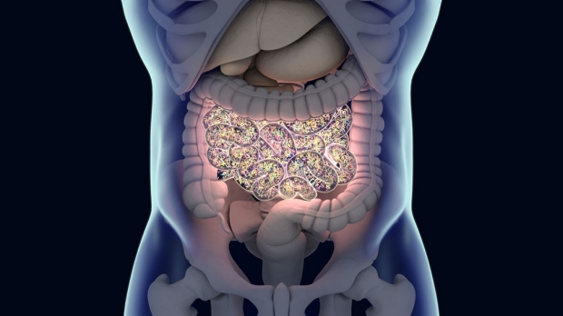 Druglike molecules produced by gut bacteria can affect gut, immune health