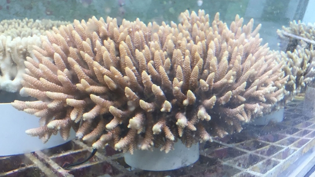 CRISPR edits genome of coral
