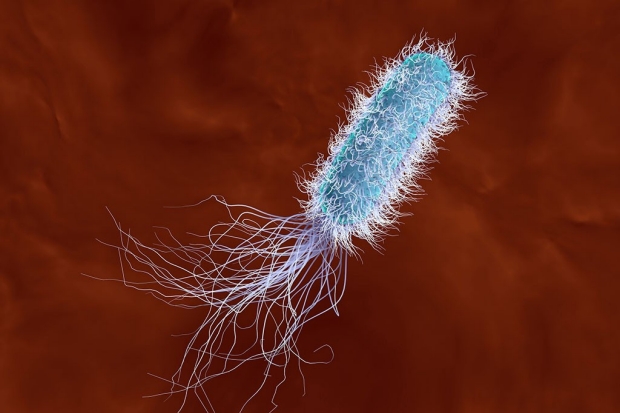 Illustration of a bacterium 