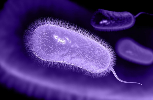Illustration of H. pylori bacteria