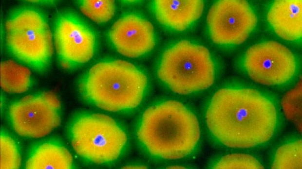 Scrambled cytoplasm from frog eggs organizes into cell-like structures