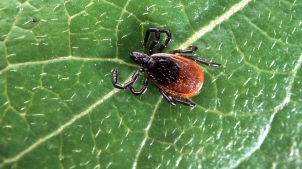 Potential treatment for lingering Lyme disease