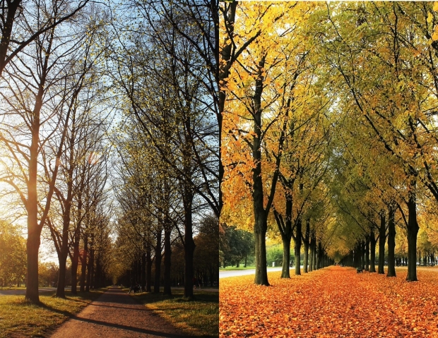 trees in spring and fall