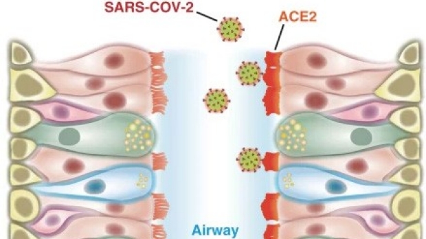 Coronavirus likely first infects upper airway cells