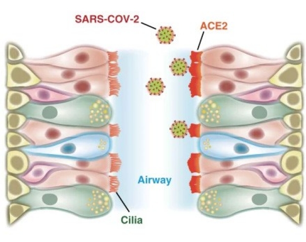 illustration of coronavirus particles and cilia in the airway