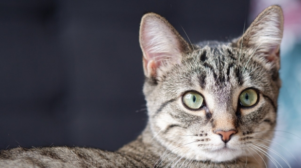 Spots, stripes and blotches: Color patterns of cat fur tracked to a key gene