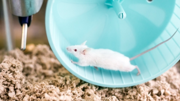 Blood from marathoner mice boosts brain function in their couch-potato counterparts